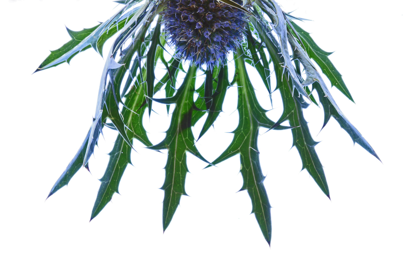 Alpine sea holly