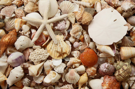 Seashore seashells