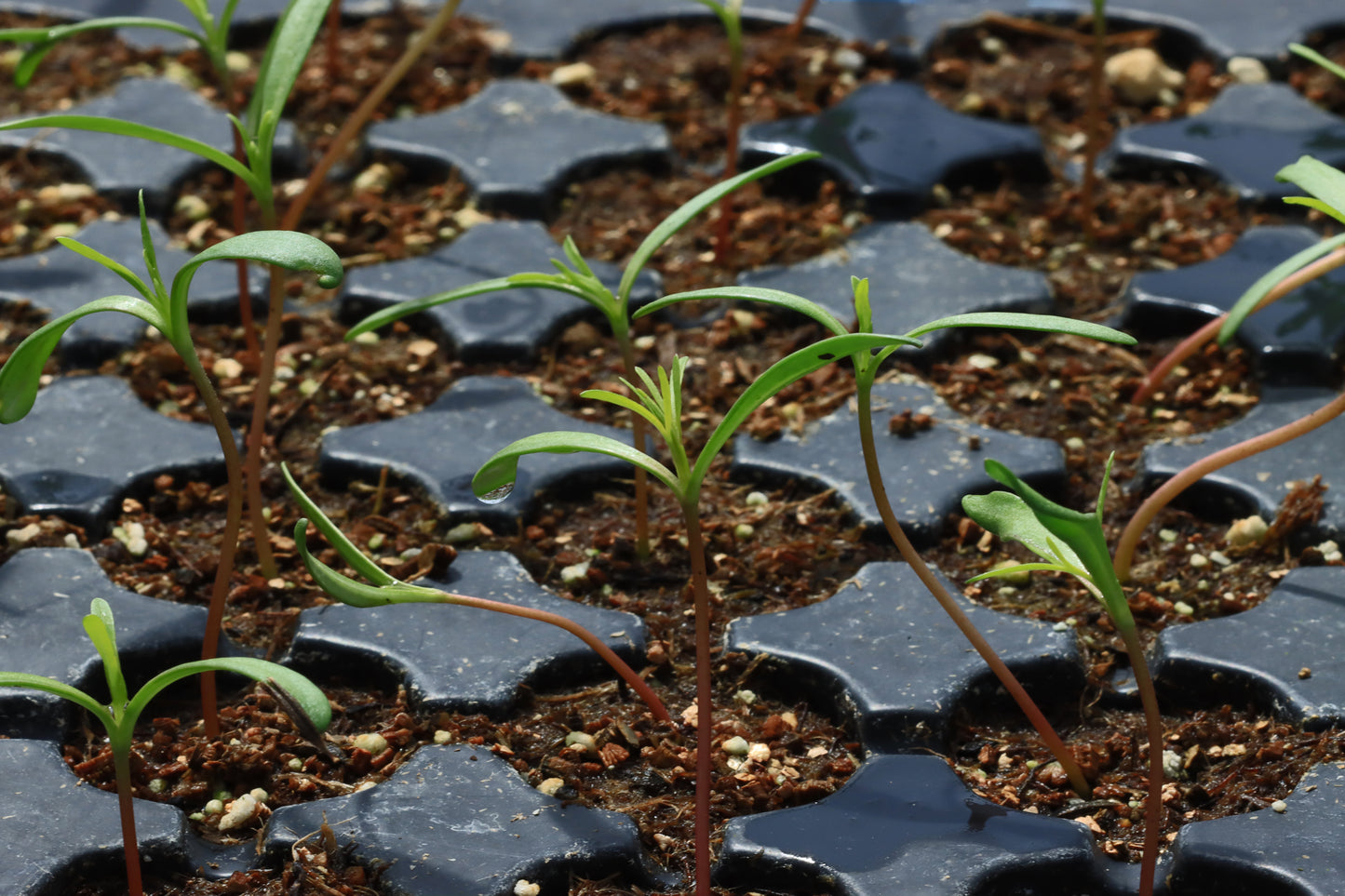 Cosmos seedlings