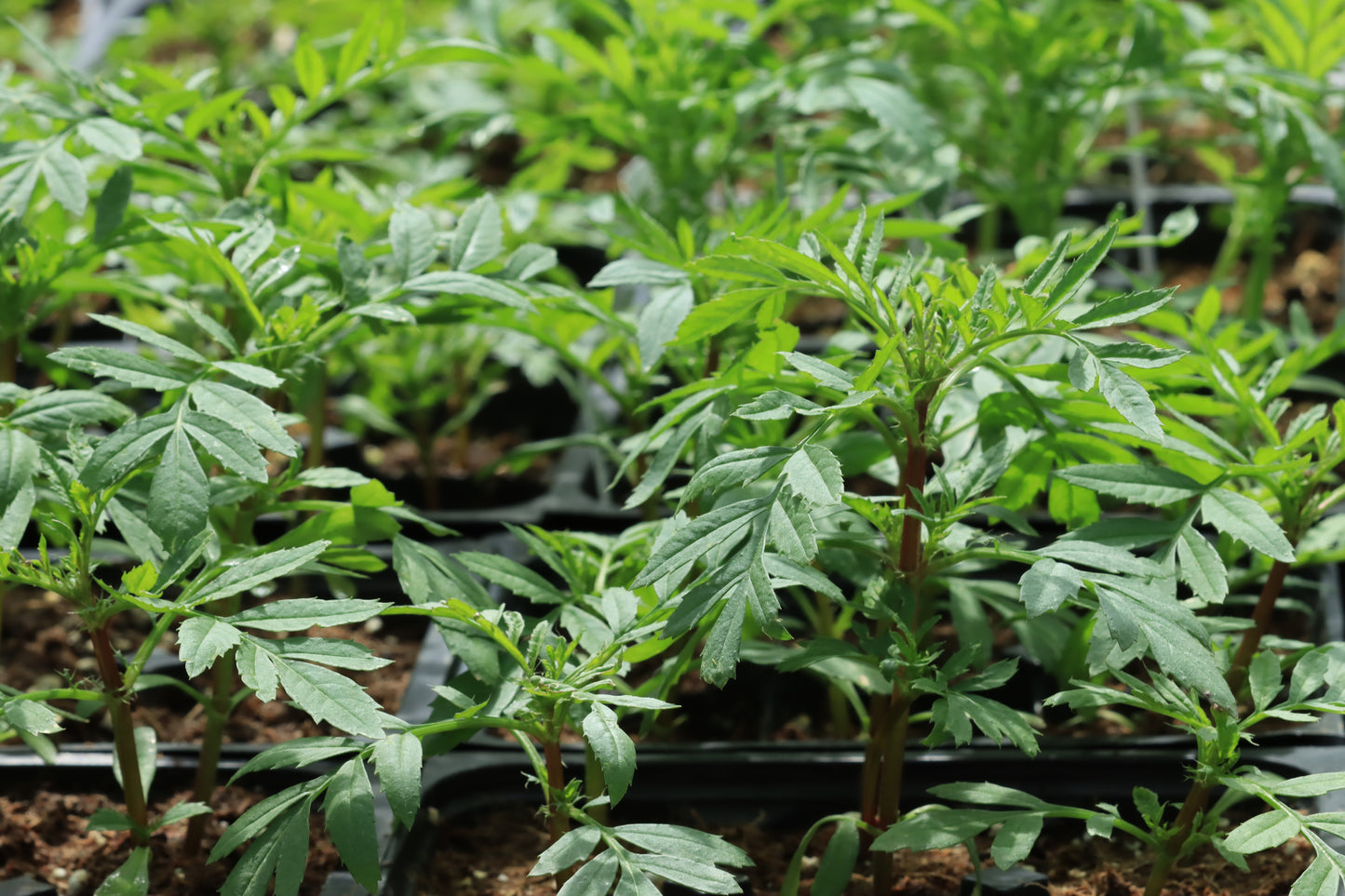 Marigold seedlings in tray