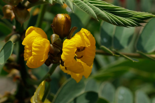 African Senna