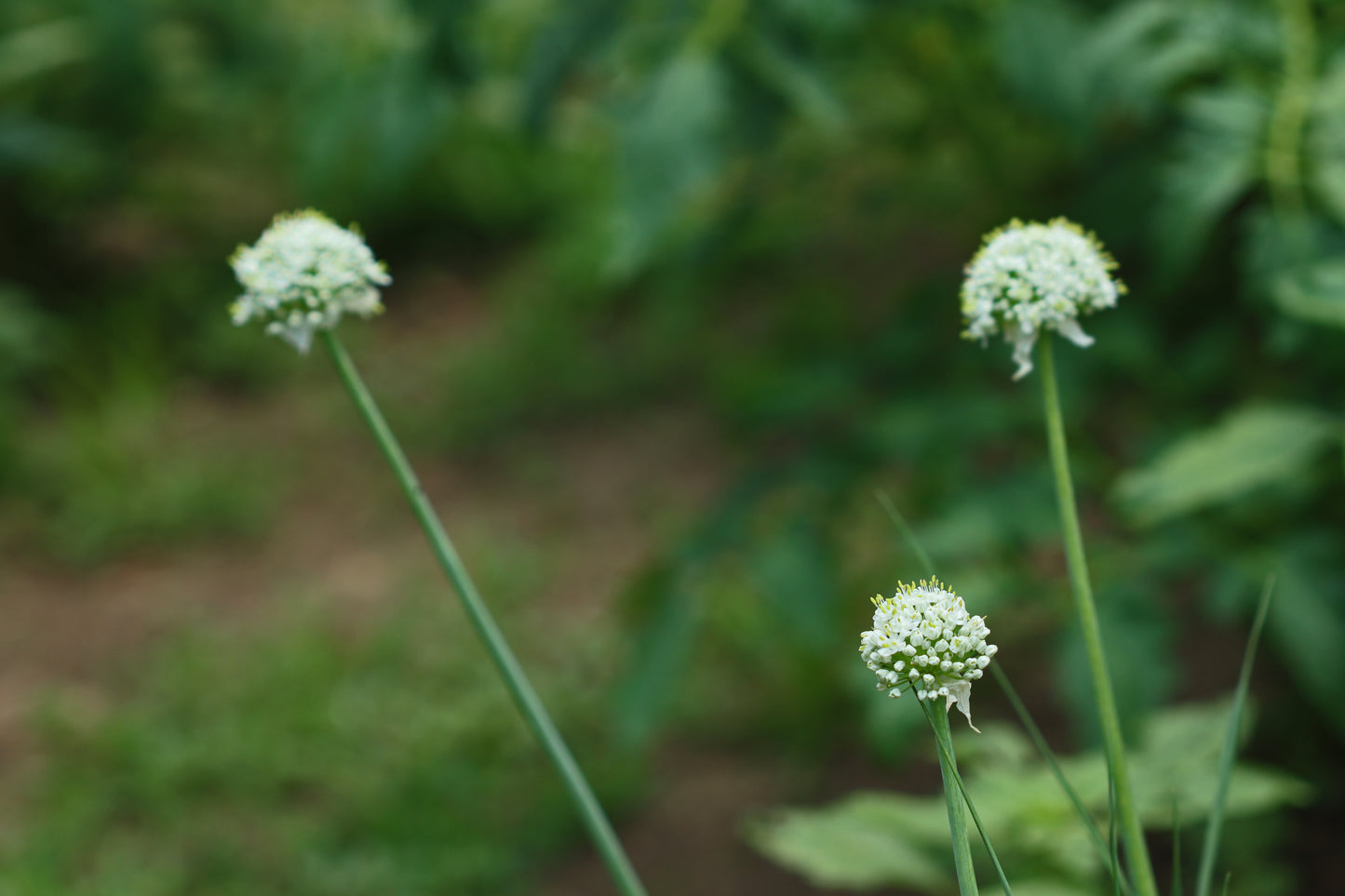 Shallot blossoms