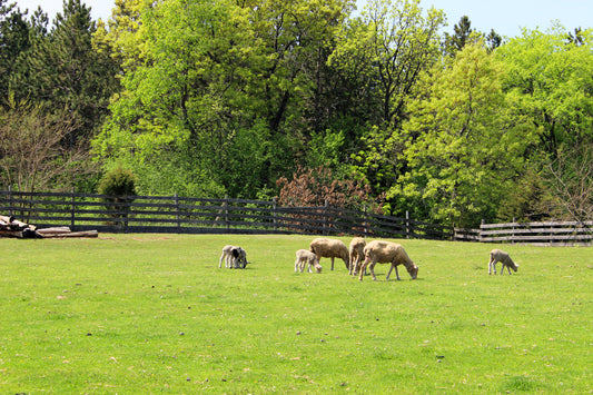 Sheep meadow