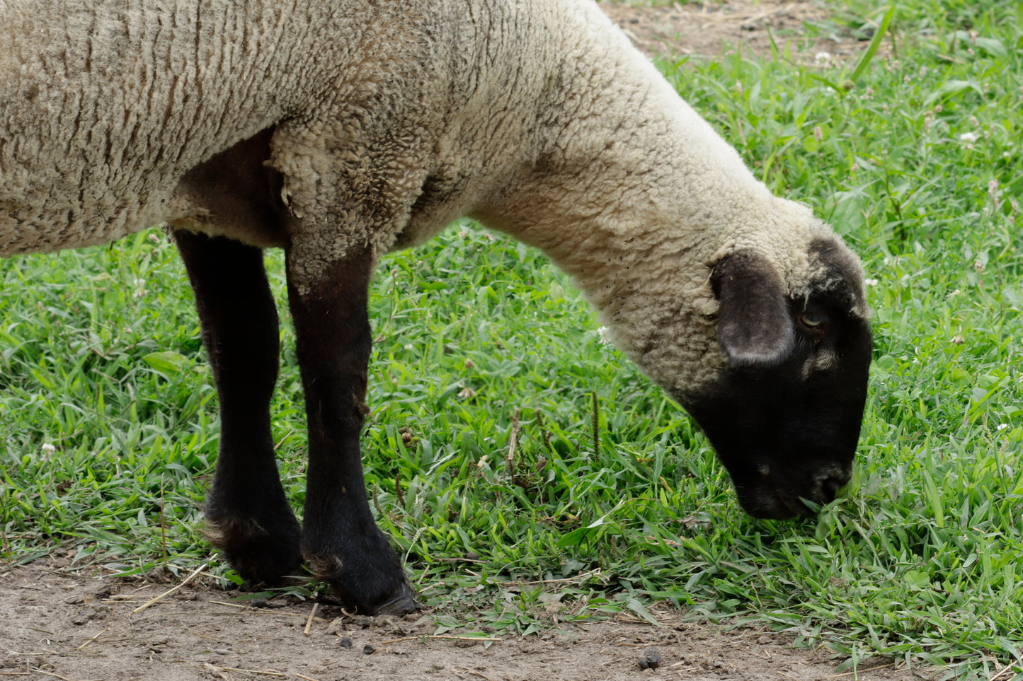 Grazing sheep