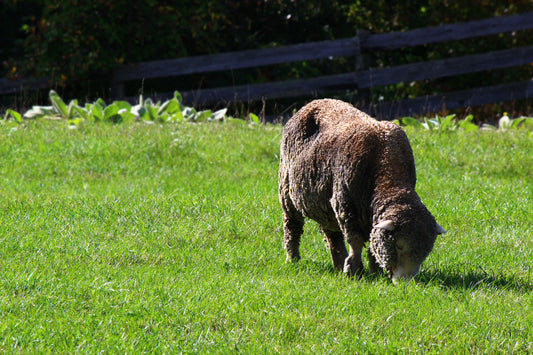 Sheep in the pasture