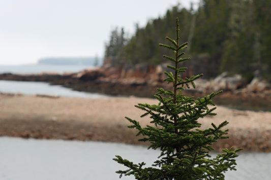 Ship Harbor Trail trees