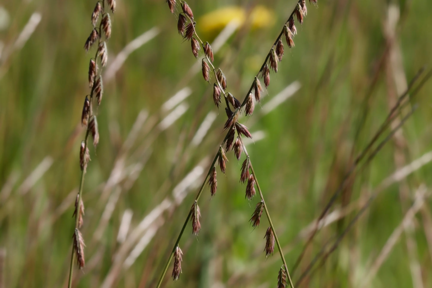 Side Oats Grama