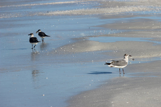 Florida shore birds