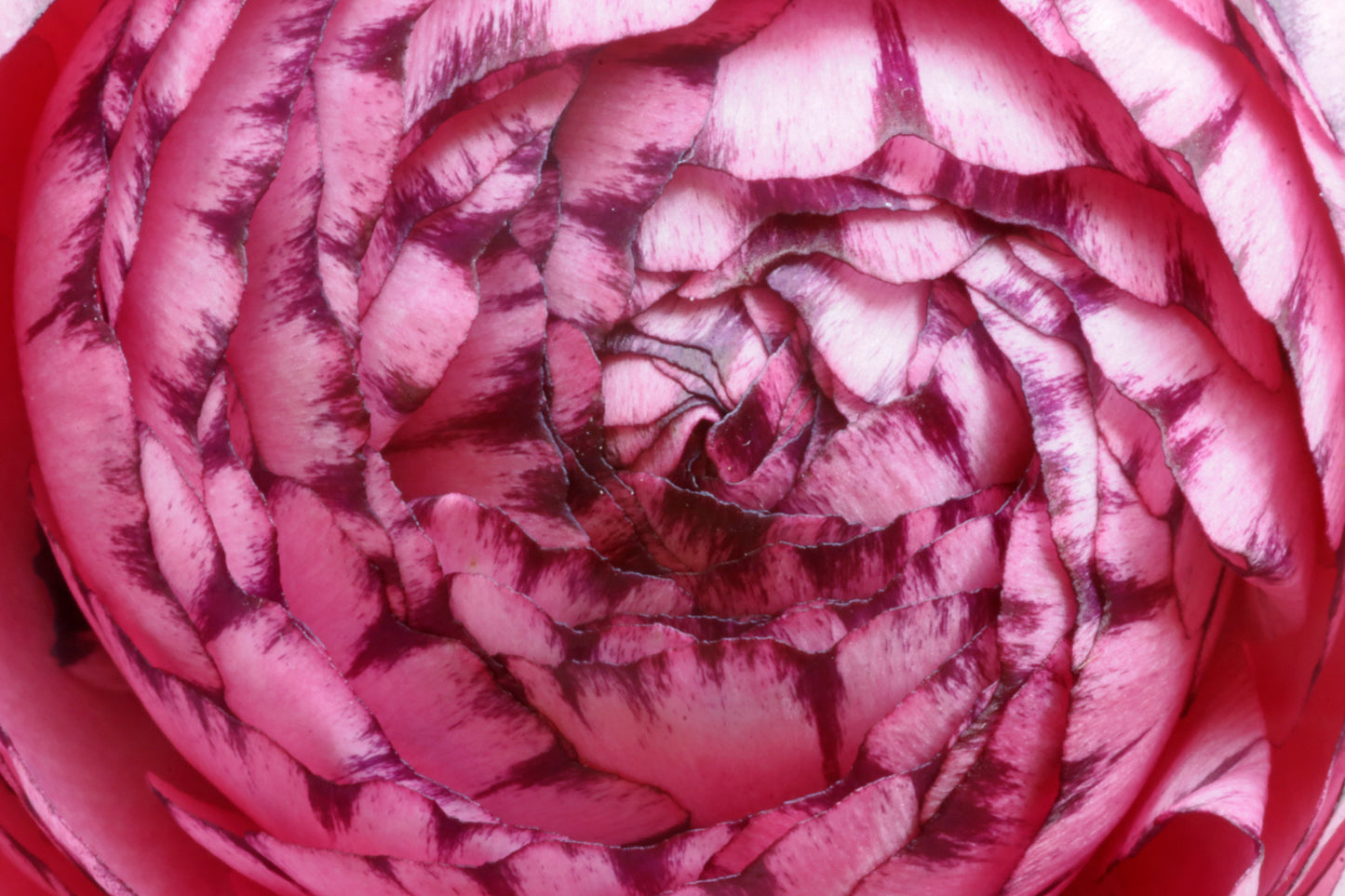 Pink ranunculus