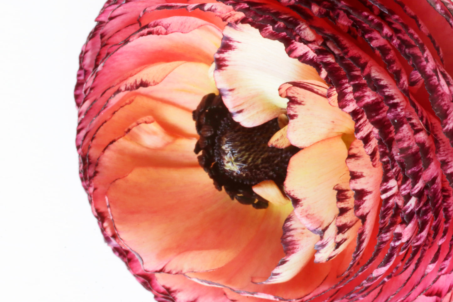 Ombre Ranunculus
