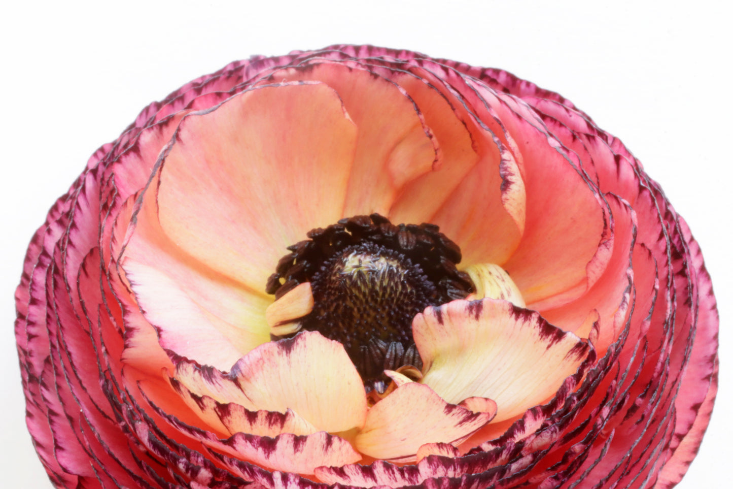 Ranunculus bloom