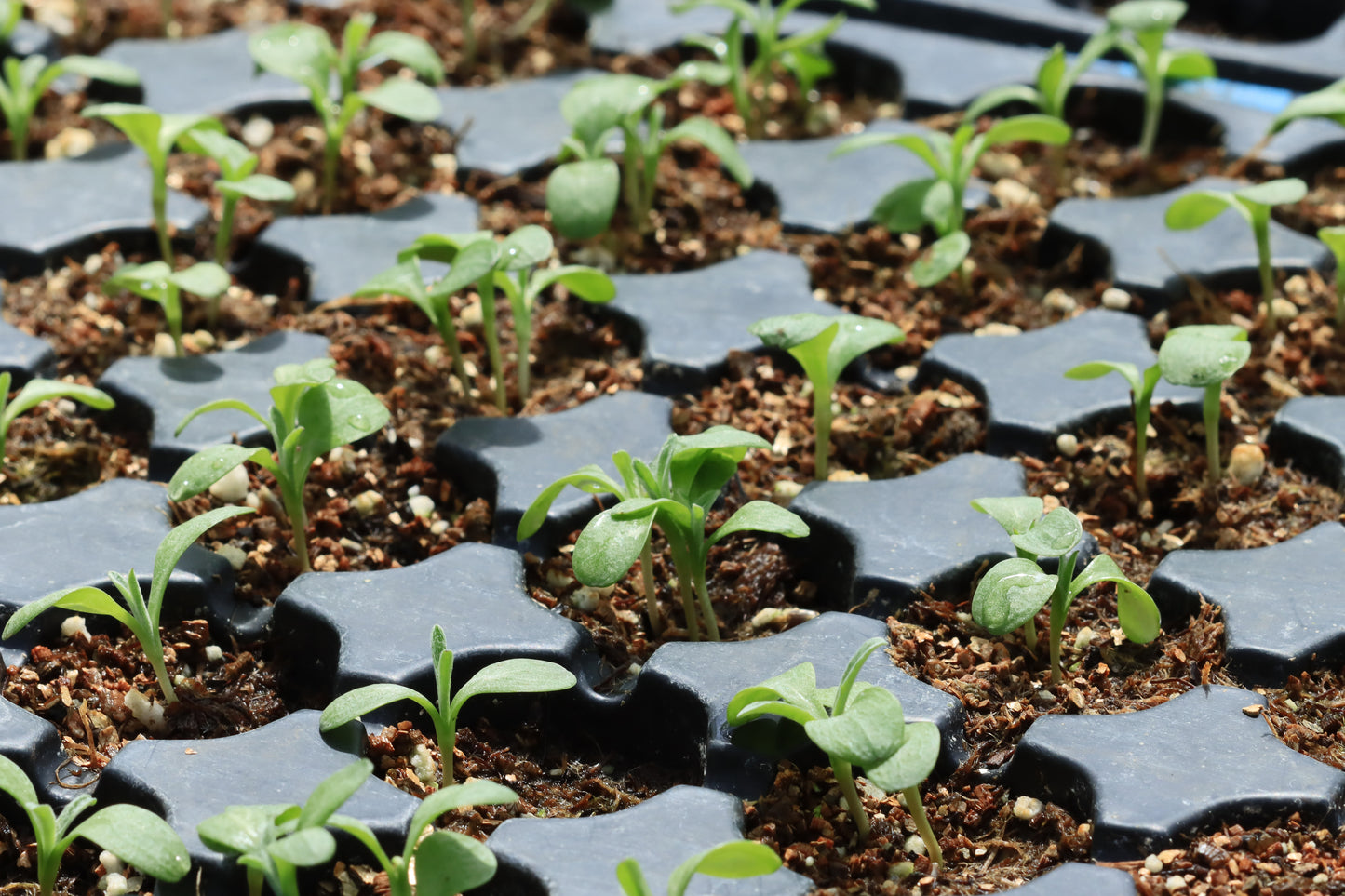 Small seedling tray of marigolds