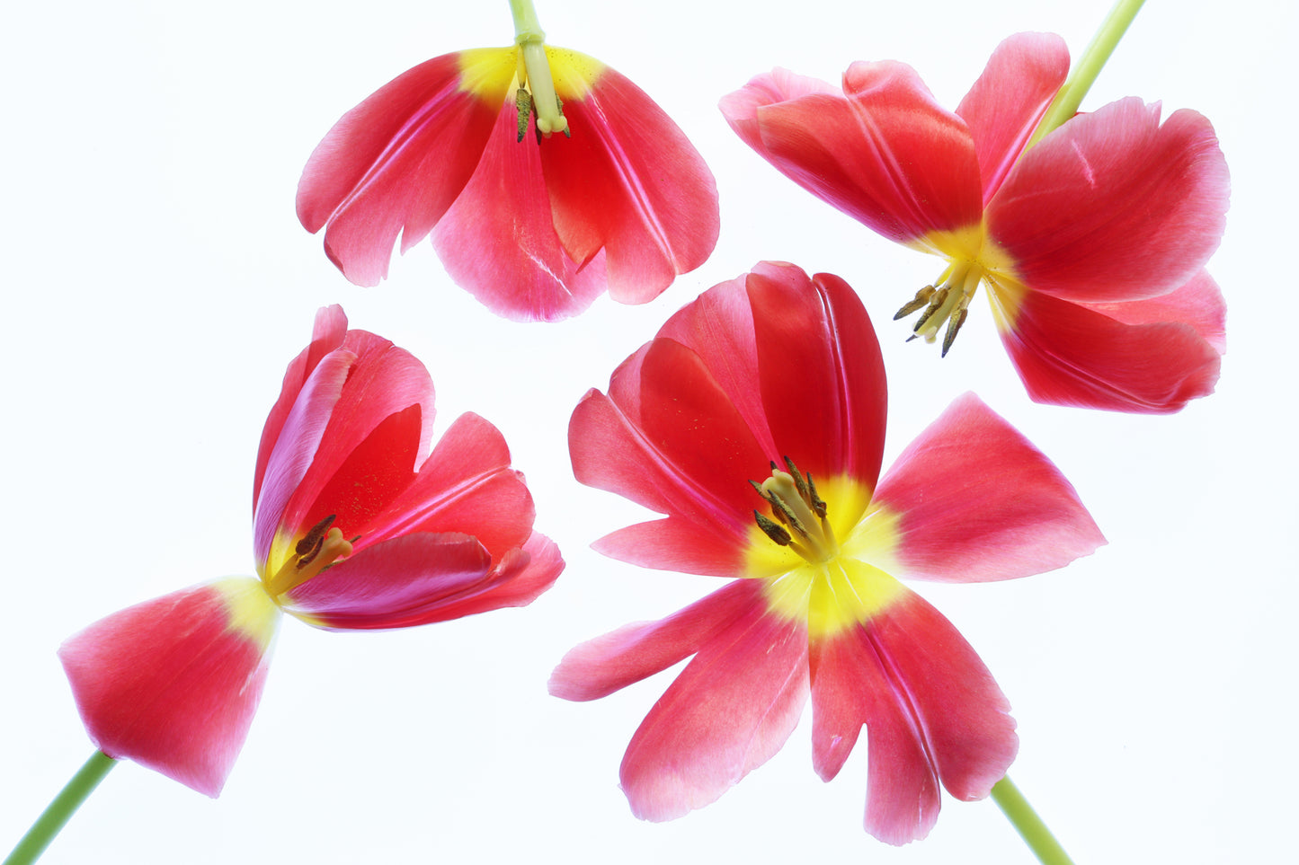 Red and yellow tulips