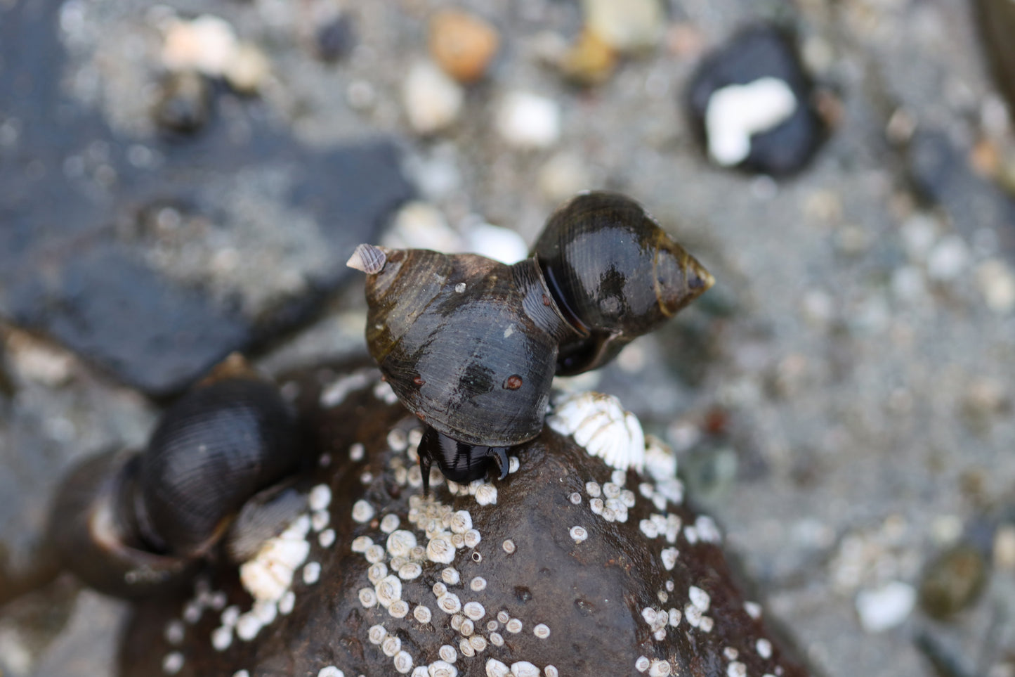 Snail trio