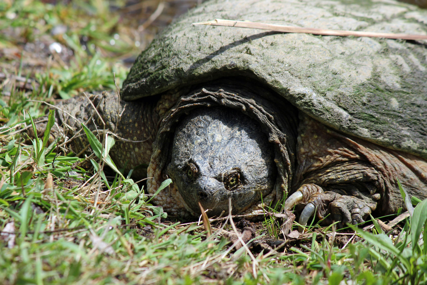 Snapping turtle