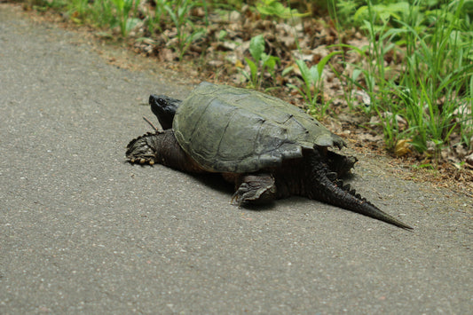 Snapping turtle