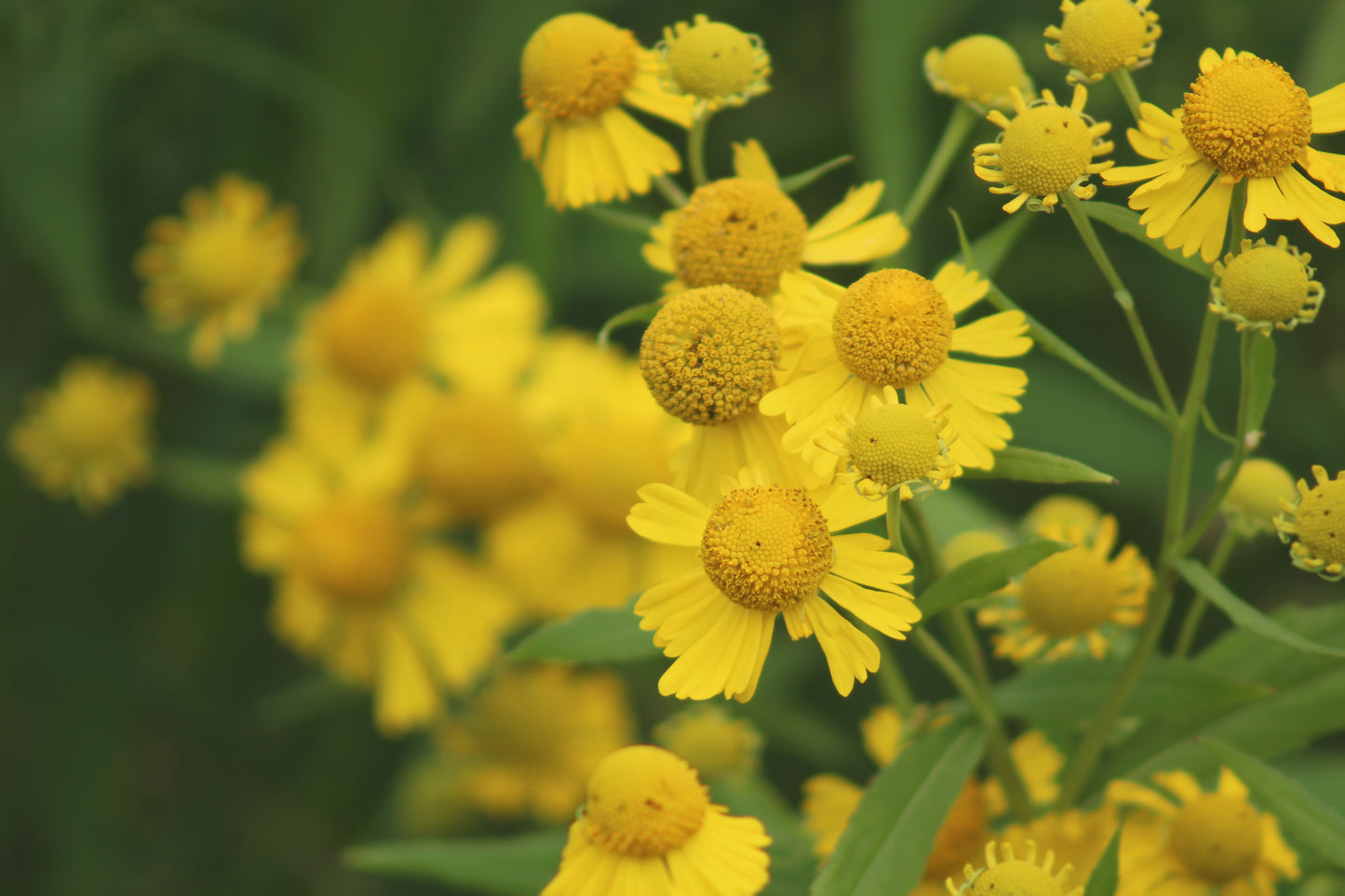 Yellow sneezeweed