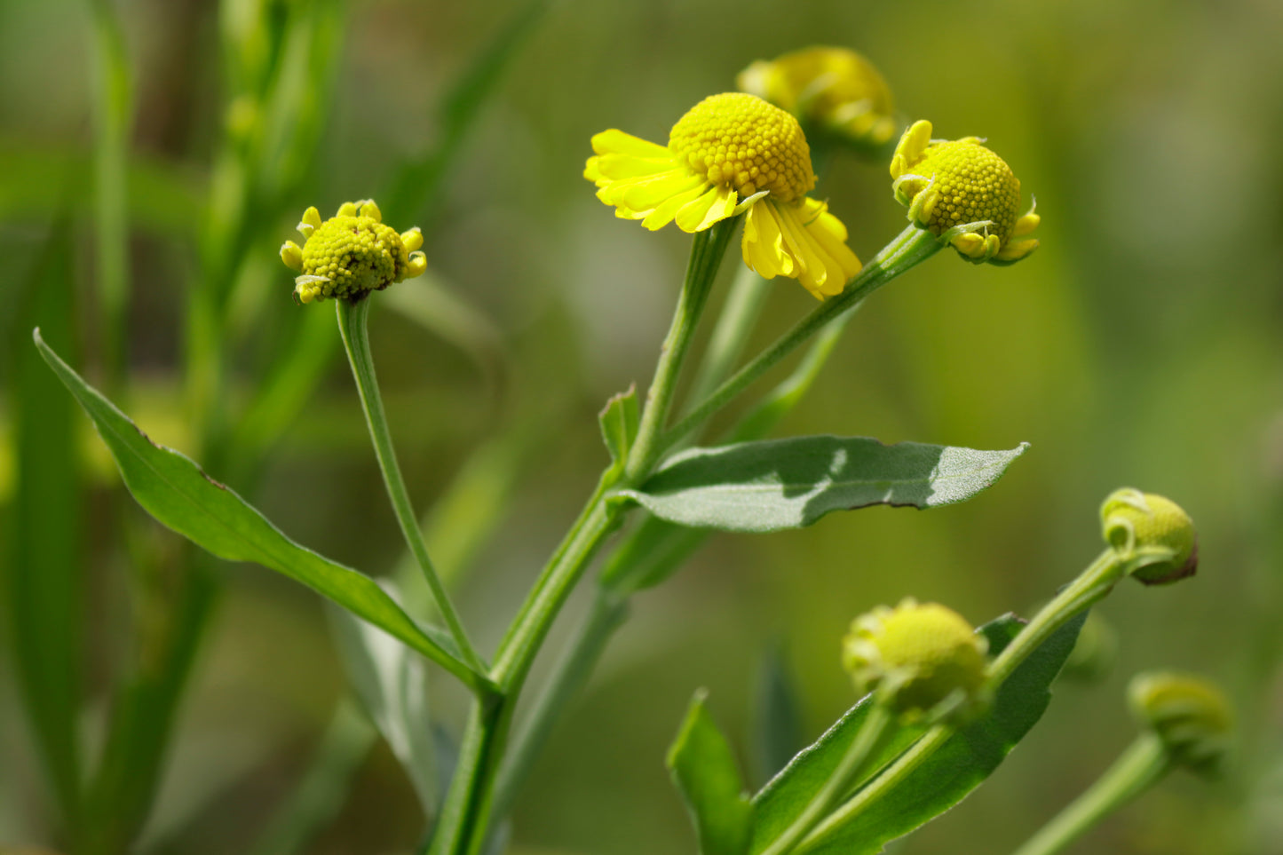 Sneezeweed