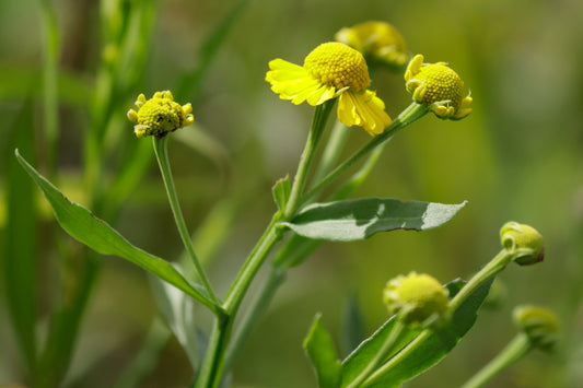 Sneezeweed