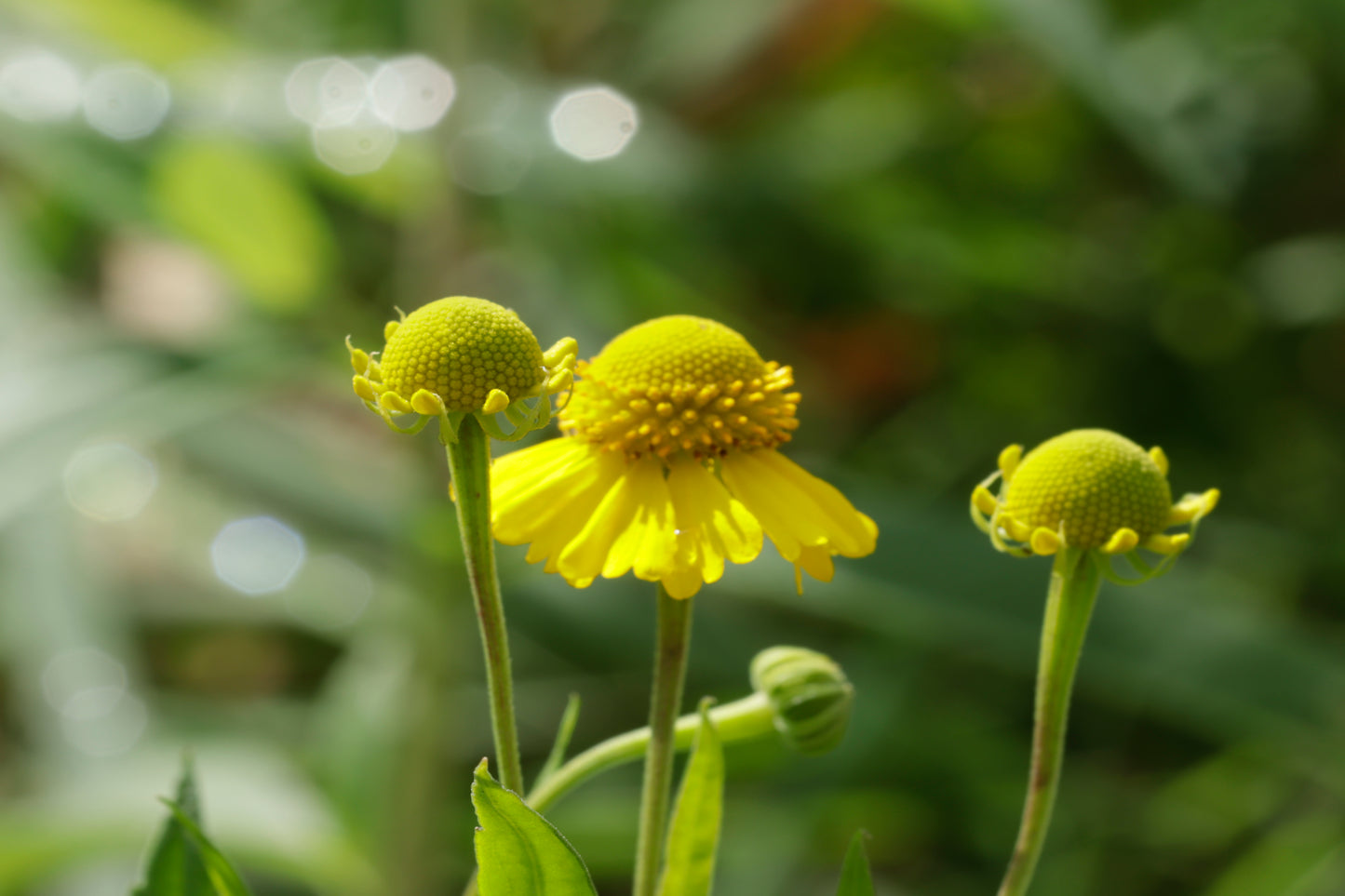 Sneezeweed