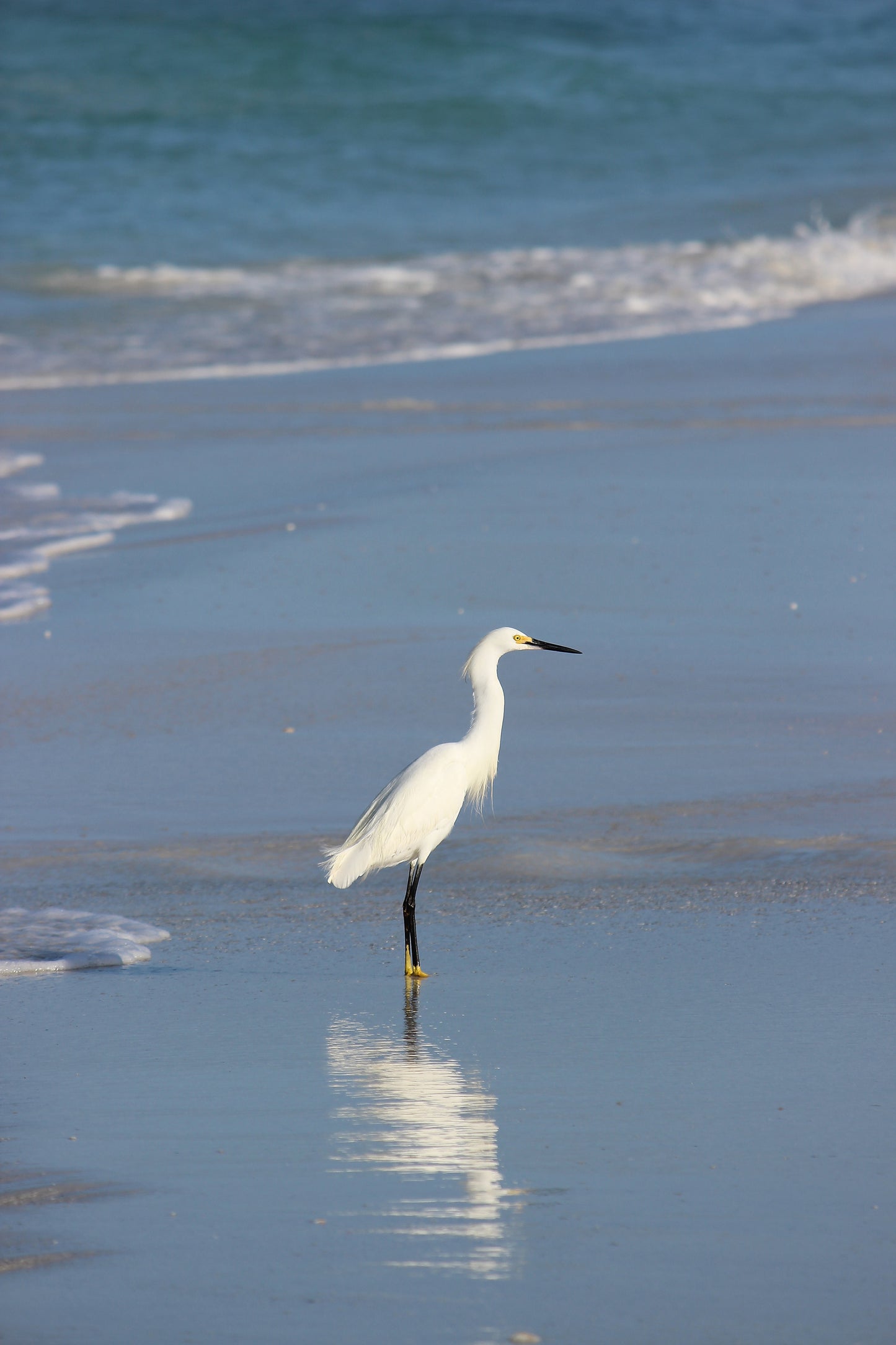 Siesta Key Snowy Egret