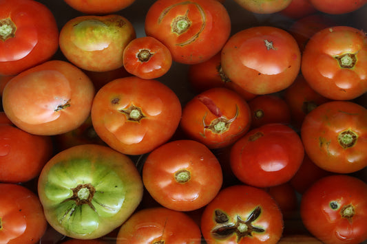 Soaking tomatoes