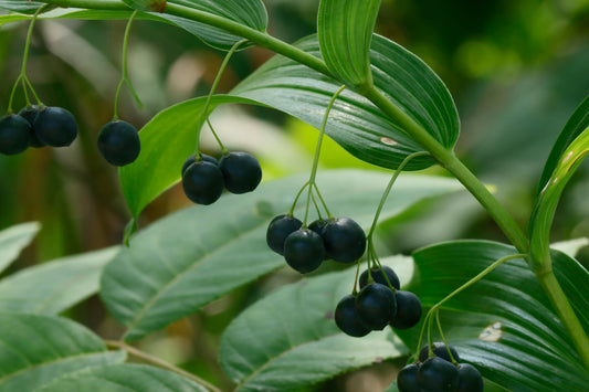 Smooth Solomon's Seal