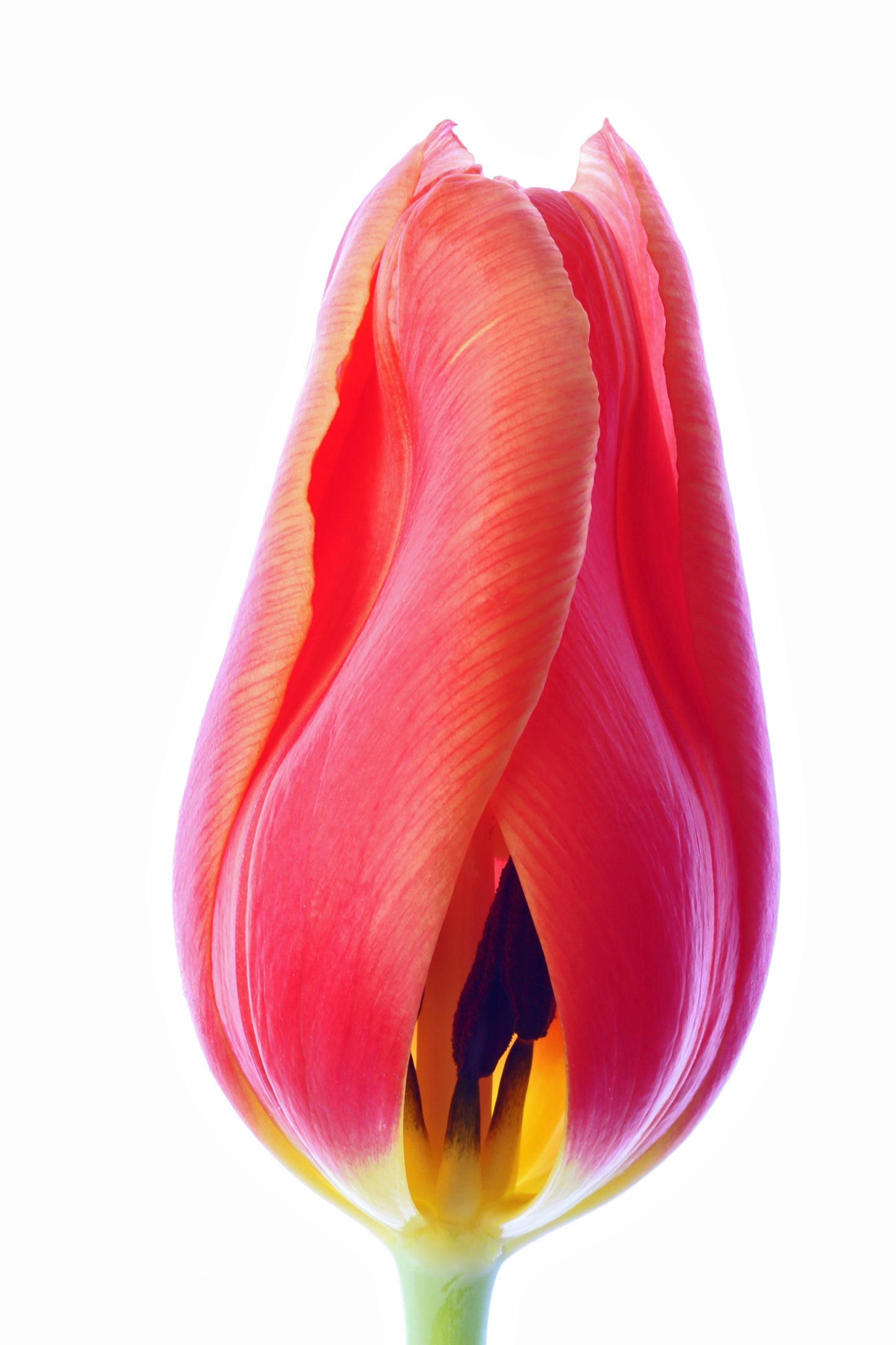 Tulip one