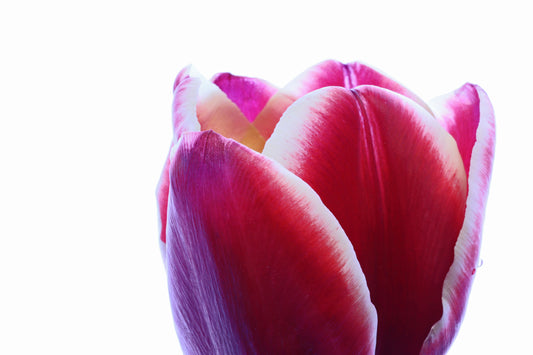 Tulip macro