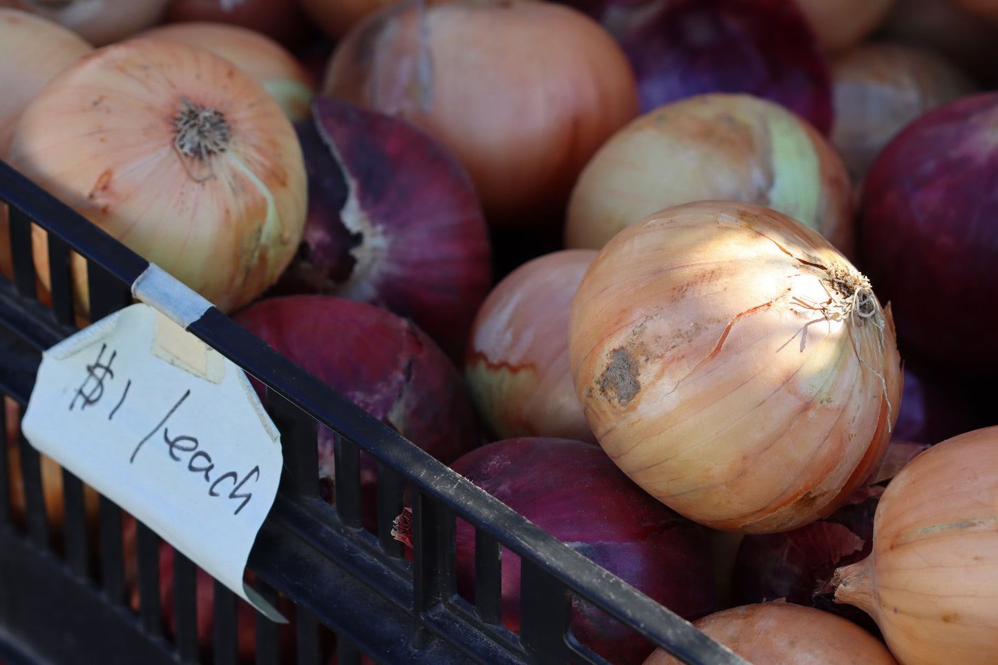 Onions for sale