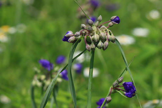 Spiderwort