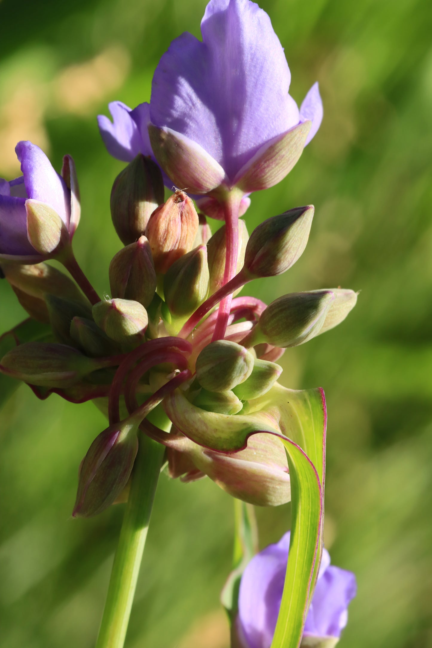 Spiderwort