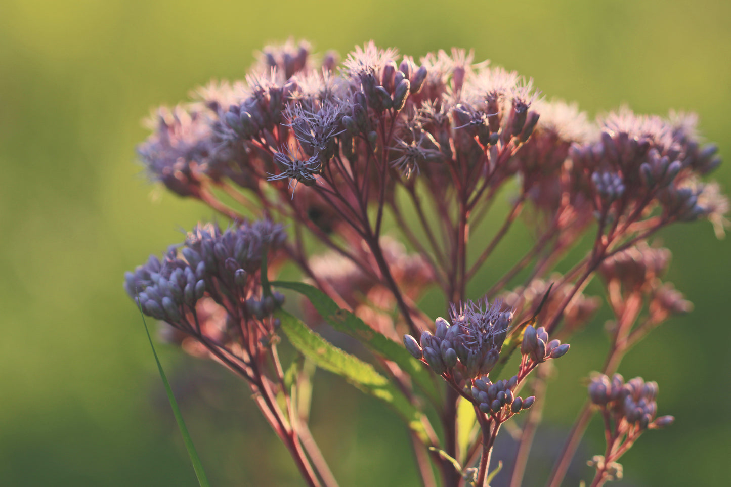 Spotted Joe-pye weed