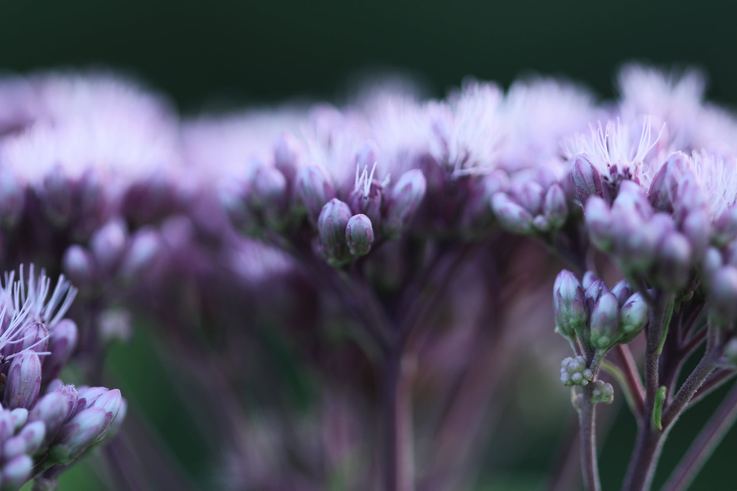 Spotted Joe Pye Weed