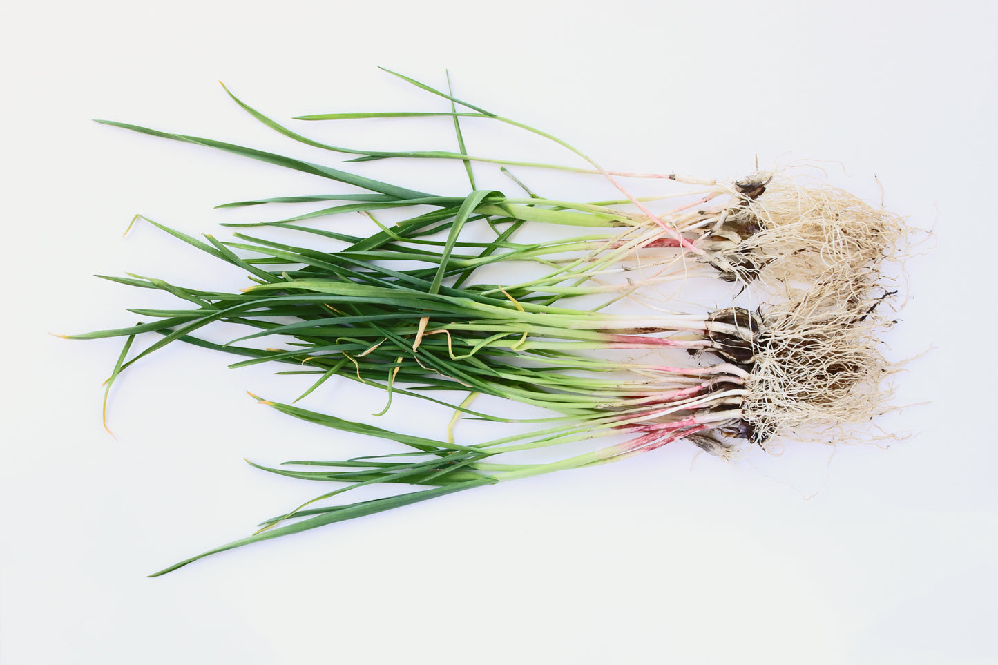 Spring garlic bundles