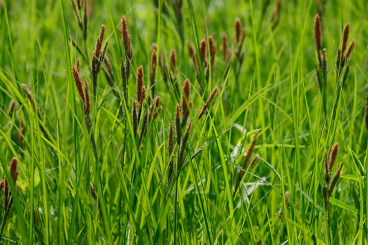 Upright Sedge