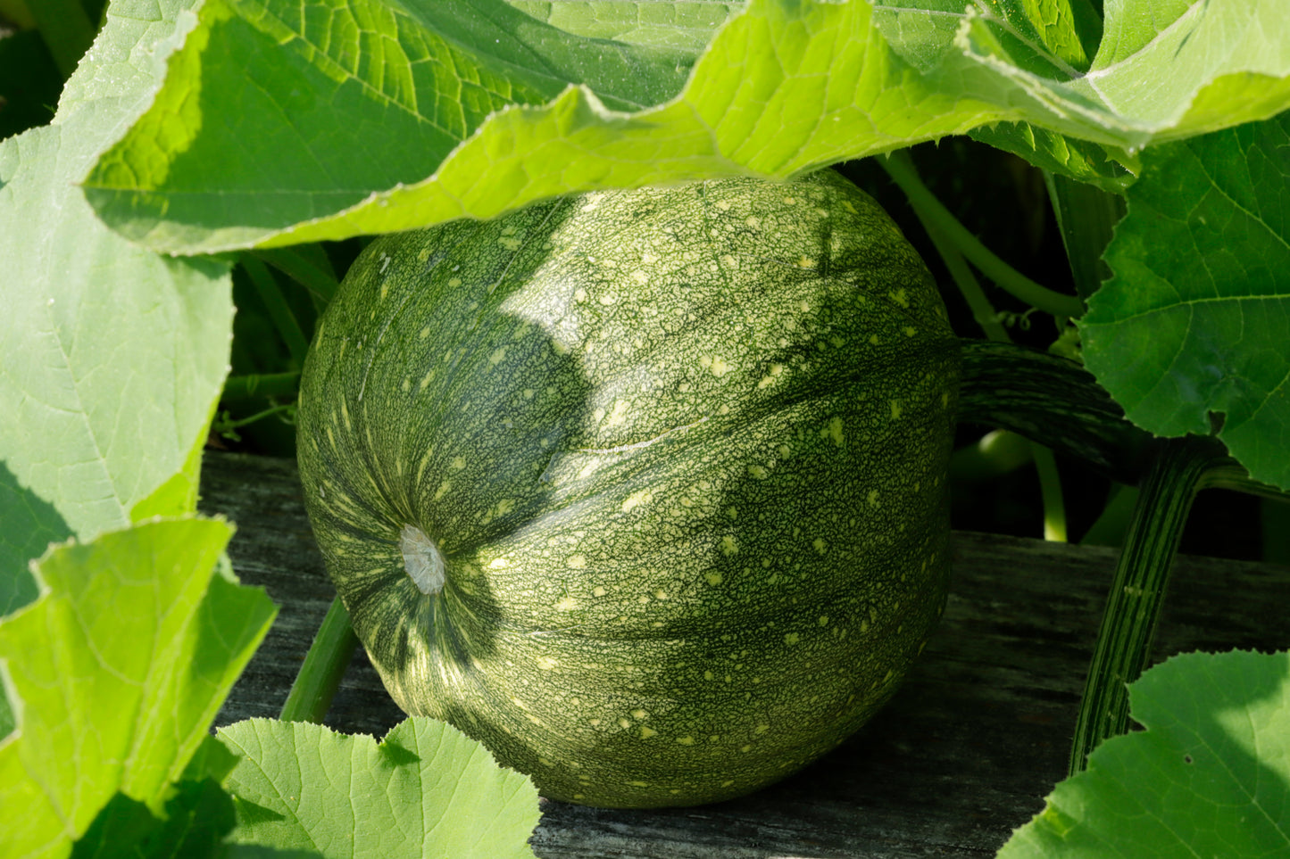 Summer squash on the vine