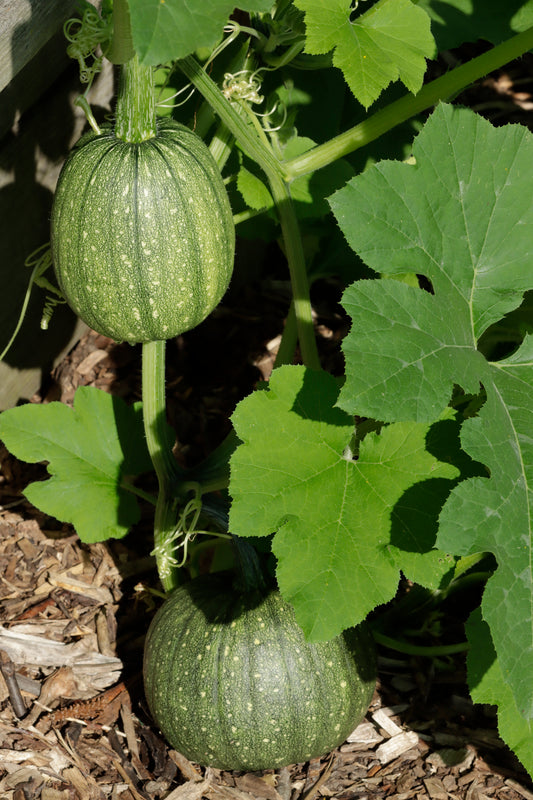 Summer squash plants