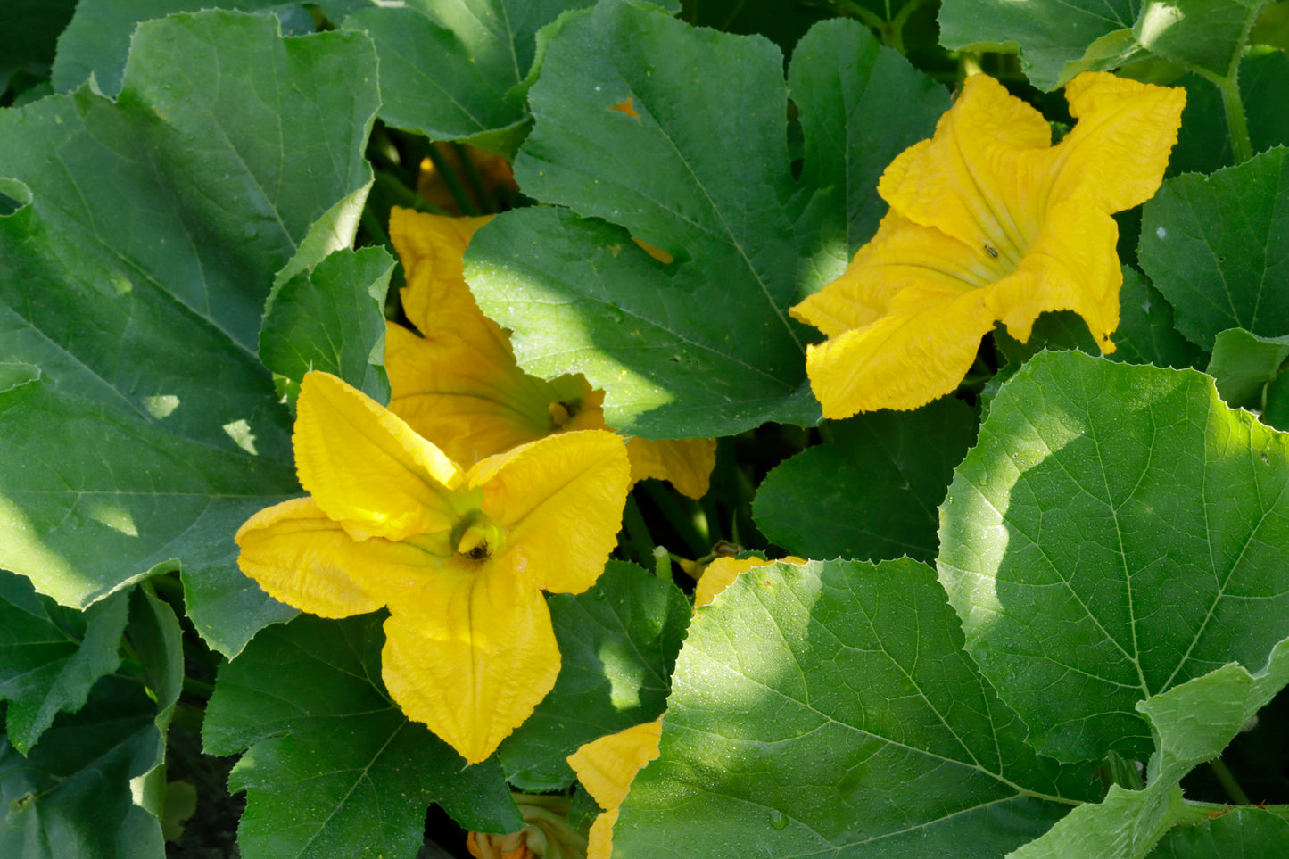 Squash blossoms