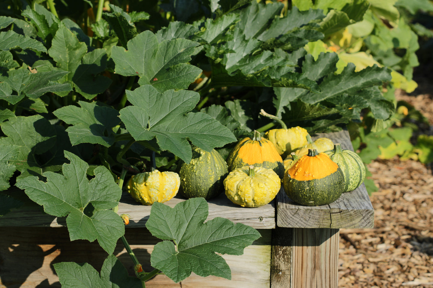 Squash plants in raised garden bed