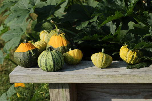 Winter squash in raised garden bed