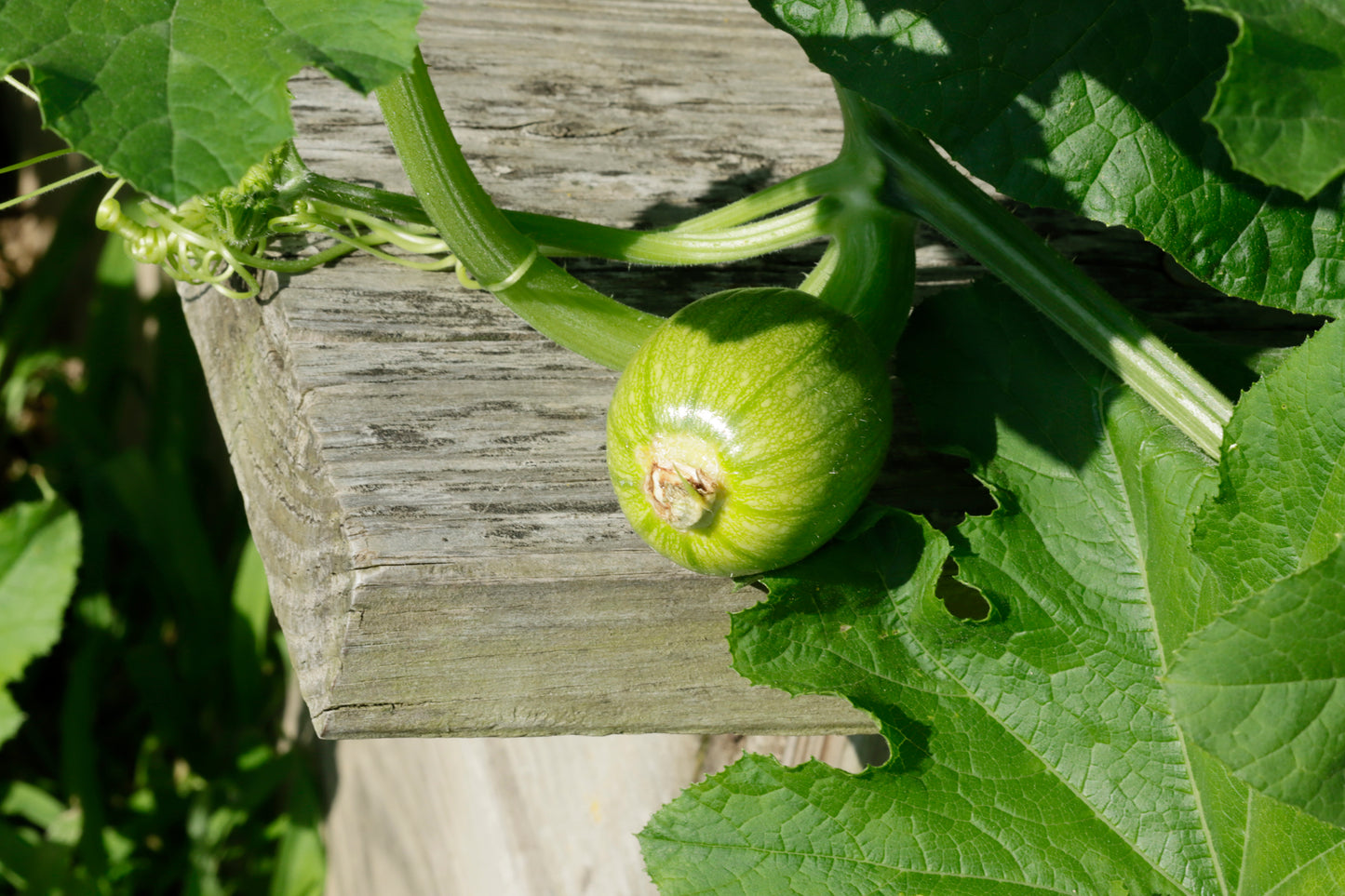 Squash plants