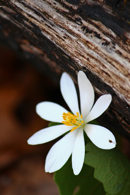 Bloodroot blossom