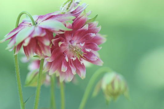 Columbine background