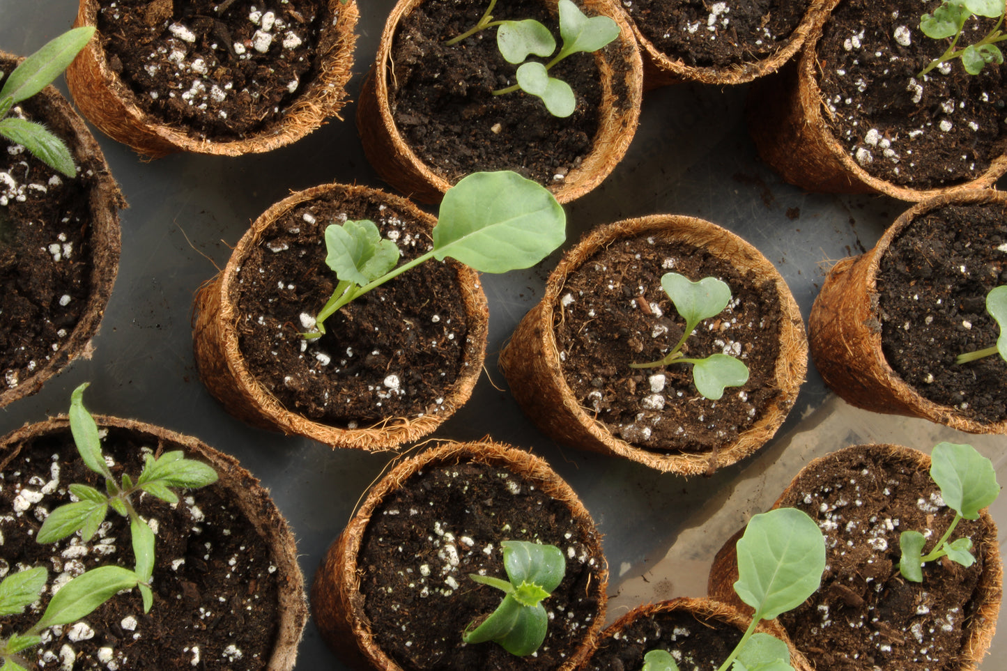 Seed starting vegetables