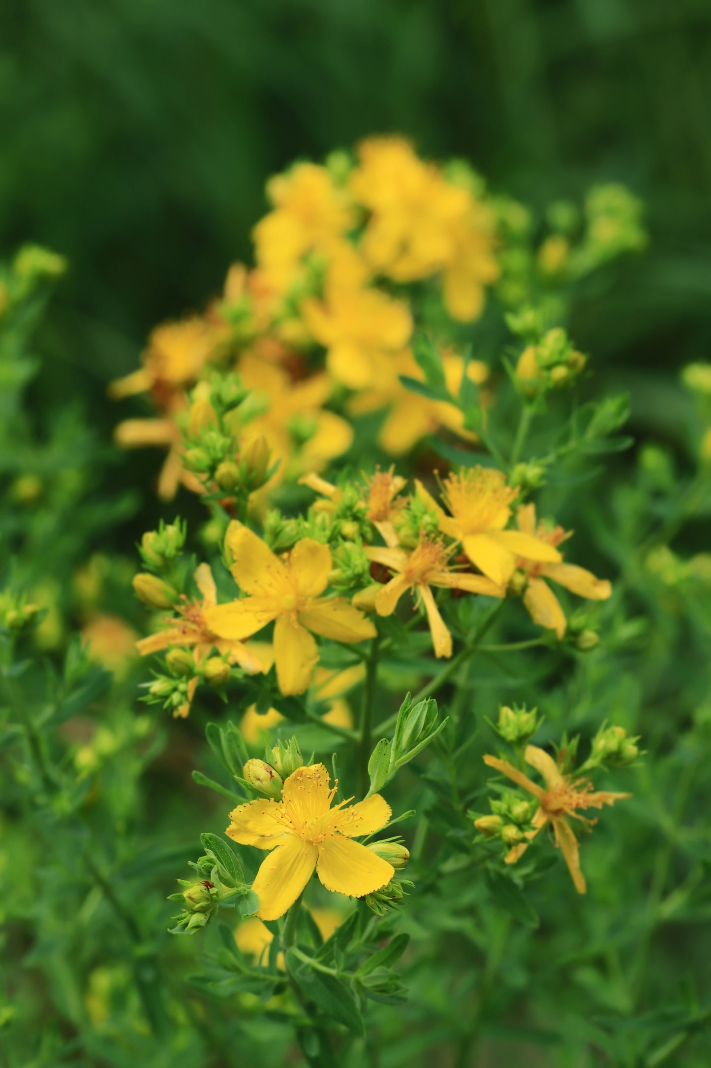 St. John's Wort