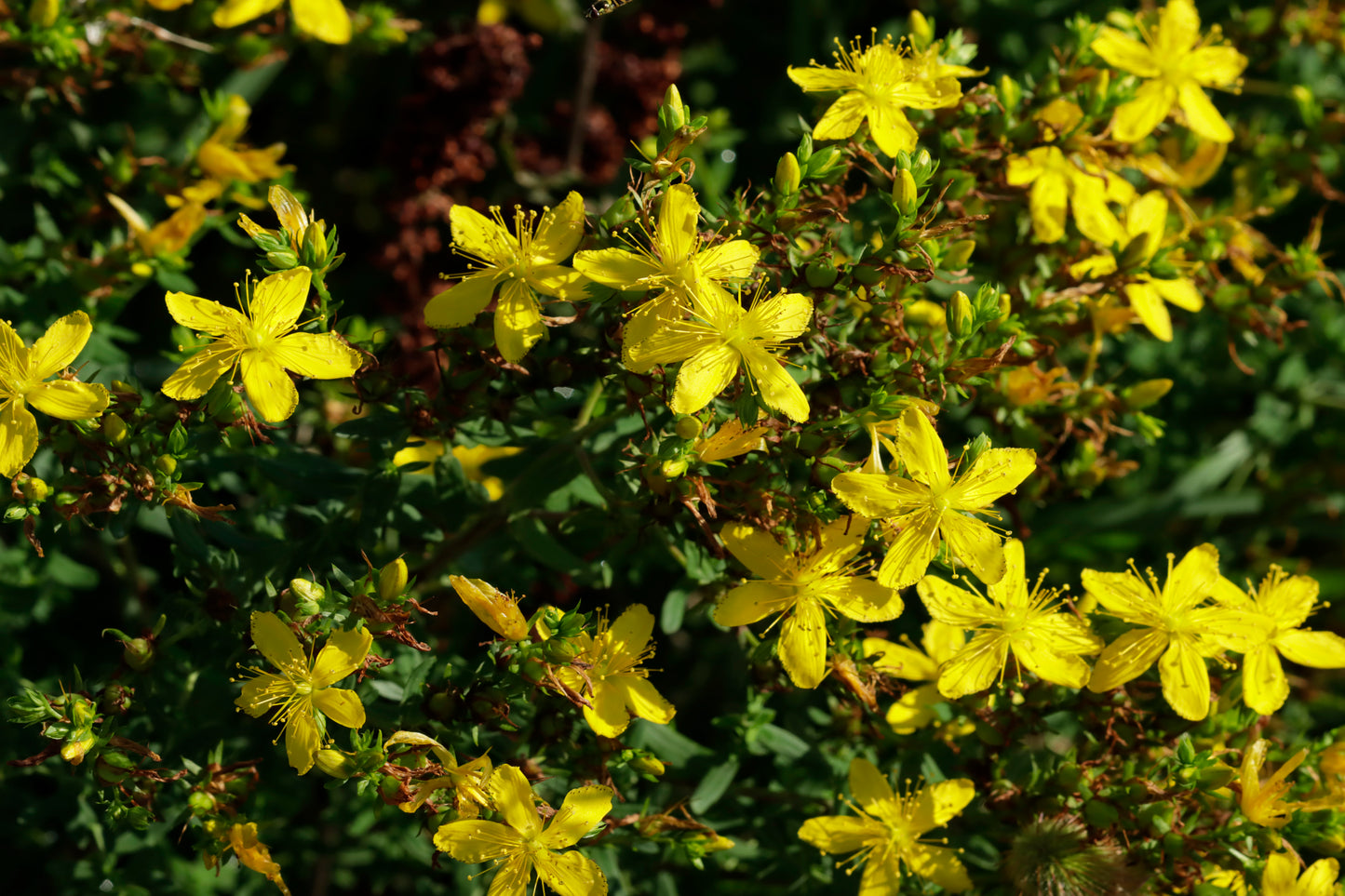 St. John's Wort