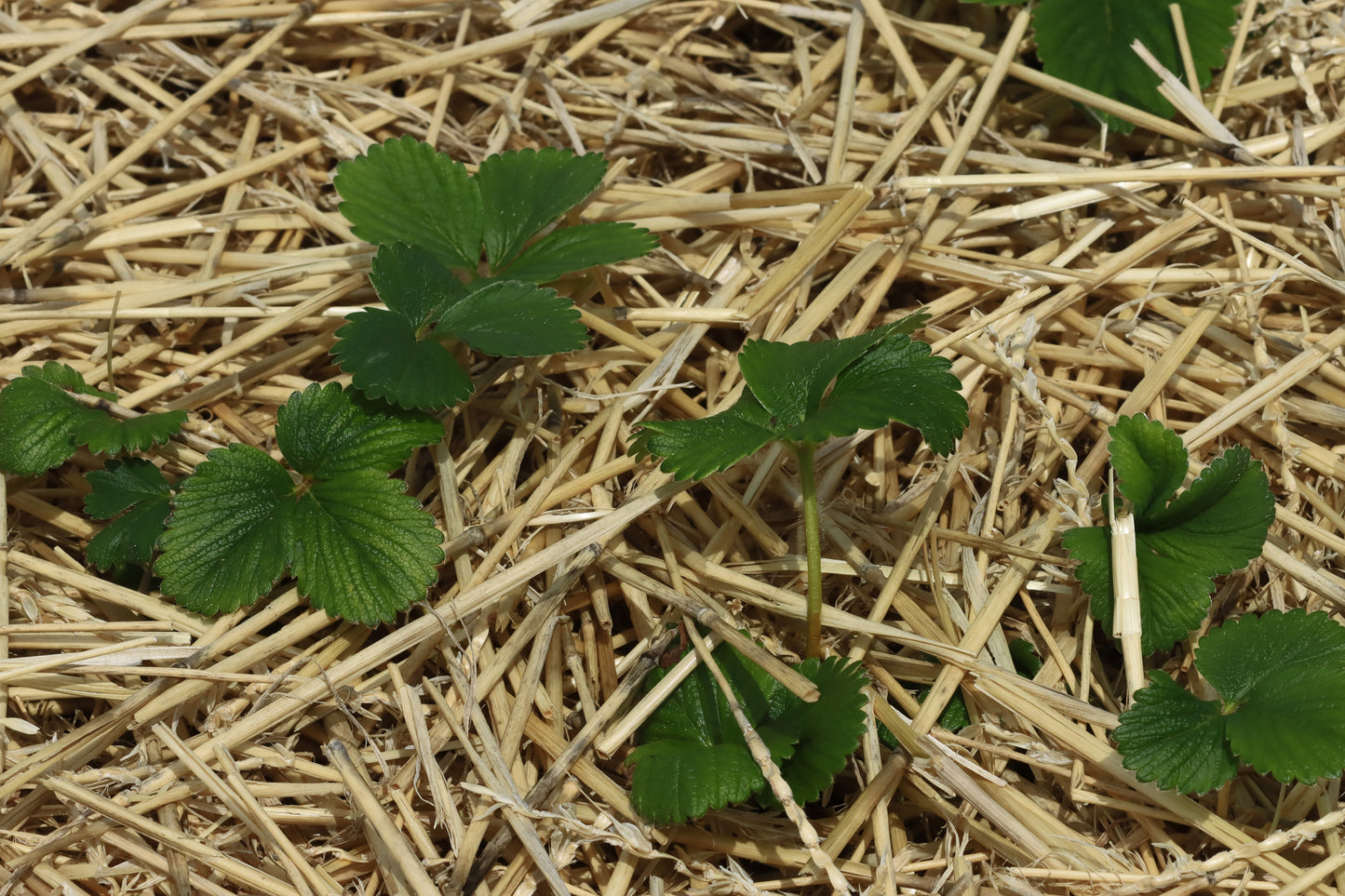 Strawberry bed