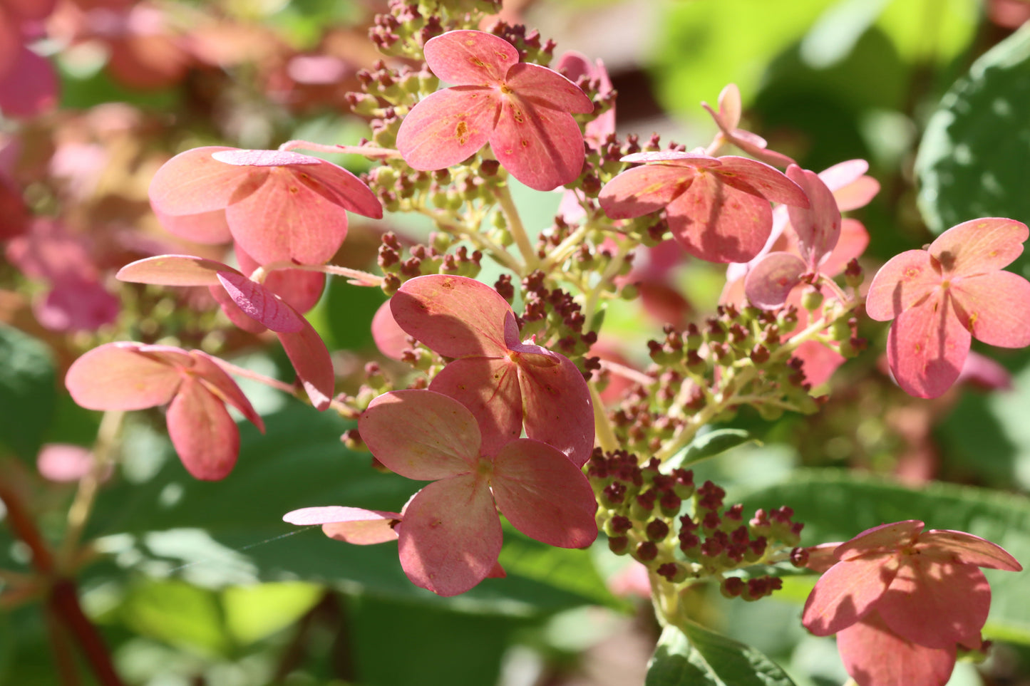 Pink hydrangea