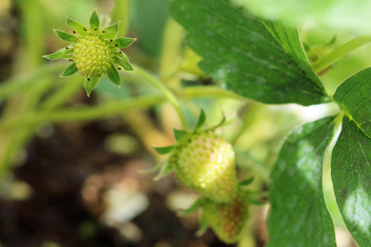 Strawberry buds